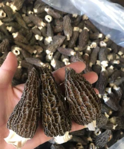 Grade A Dried Morel Mushrooms