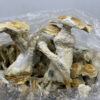 Grape Ape Shrooms