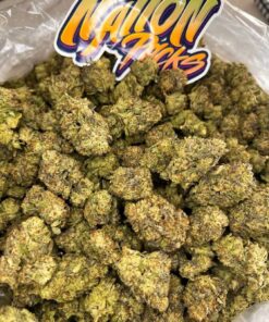 Biscotti x Runts